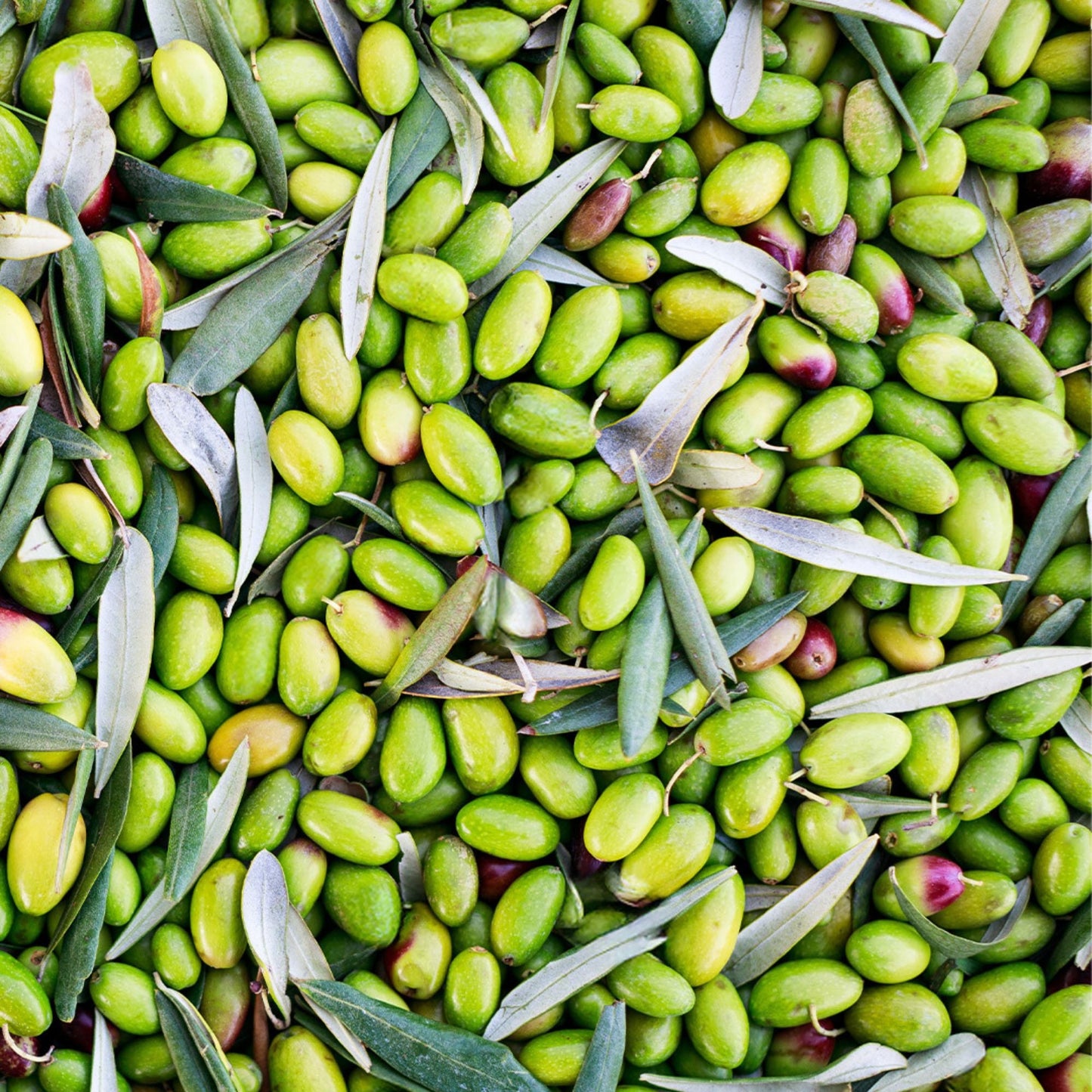 Olio Mimi - Peranzana